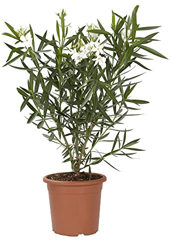 Adelfa (Nerium Oleander) Natural Arbusto de Exterior con Flores Blancas