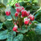 50 pcs alpenveilchen pflanze samen samen geschenk topfpflanzen für draußen pflanzen garten steingarten pflanzen bio samen blumengeschenk winterharte stauden mehrjährig samen winterhart