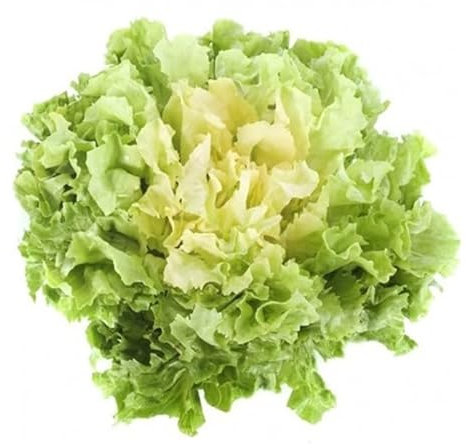 Graines en sachet hermétique, Qualité supérieure, Germination 95%, Instructions incluses, Made in Italy (ENDIVES ESCAROLA BLONDES BOUCLÉES)