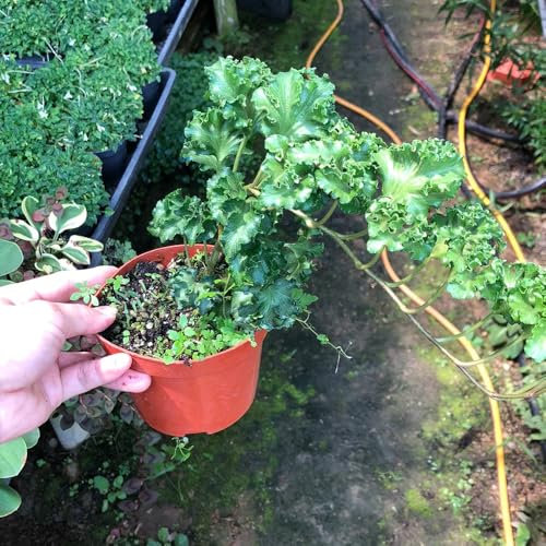 500 Pcs Efeu Pflanze Samen, Ivy Samen - Gartendeko Für Draußen Dekopflanzen Efeutute Ivy Vines Samen, Winterharte Pflanzen Für Balkon Balkonpflanzen Winterhart Mehrjährig Steingartenpflanzen