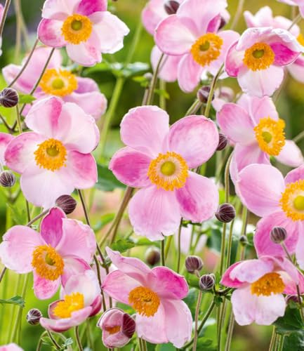 BALDUR Garten 2x Rosa Herbst-Anemone, Pflanzen im 9x9 cm-Topf