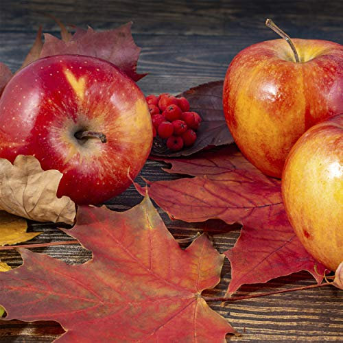20 Lunch Servietten Herbstbild Apfel 33cm