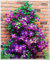 . 2pcs Climbing Clematis Bulbs, Clematis Bulbs Garden Seeds, Perennial Rare Flower Bulb Seedlings For Planter: 3: Only Seeds