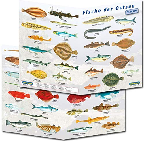 Fischfaltblatt Fischbestimmungskarte Faltblatt zur Fischbestimmung Mittelmeer, Süßwasser, Rotes Meer (Ostsee)