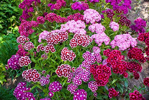 150 Semillas de clavel de China - flores planta maceta jardín - semillas campesinas reproducibles - SemiSauvage