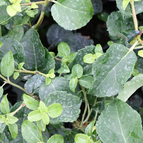 Hydrangea ‘Petiolaris’ 4L Plant. Climbing Hydrangea. Available from Bedwen Plants