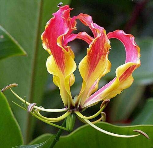 Gloriosa Superba Lot de 5 graines de lys flammés