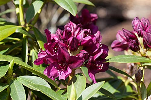 Rhododendron Hybr. 'Polarnacht' 30-40 cm - Rhododendron, dunkelviolette Blüten, Blütezeit Mai-Juni, ideal für schattige Gärten, winterhart und pflegeleicht