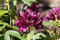 Rhododendron Hybr. 'Polarnacht' 30-40 cm - Rhododendron, dunkelviolette Blüten, Blütezeit Mai-Juni, ideal für schattige Gärten, winterhart und pflegeleicht