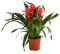 Dehner Bromelie, Bromeliaceae, dreitriebig, 50 cm, Ø Topf 14 cm, Zimmerpflanze