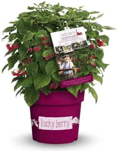 Rubus Idaeus - Frambuesa Planta Natural - Árbol Frambueso para Cultivar en Casa