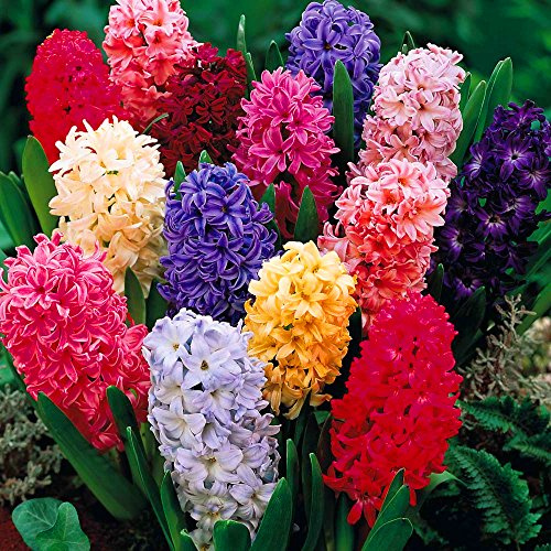 Gardeners Dream Hyazinthen Zwiebeln Frühblüher Mix (250 Stk.) - Hyacinthus 'Orientalis' Blumenzwiebeln Mehrjährig Winterhart - Weiß, Rosa, Blau & Hellblau Blumenzwiebeln Frühling Stauden Mix
