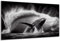 DARO Design - Wand-Bild auf 6mm HDF 70x50 cm Wal schwar weiß - Wand-Deko Bilder Geschenk