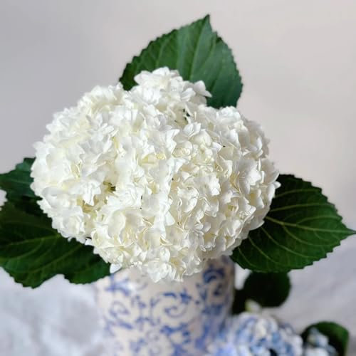 50 pcs hortensien samen blumensamen mehrjährig winterhart (hortensien) blumensamen geschenk zimmerpflanzen samen deko garten balkon blumensamen blumensamen bodendecker winterhart mehrjährig