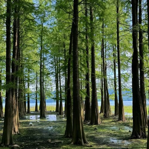 semi di piante di sequoia - pianta, piante perenni resistenti albero di sequoia Semi di bonsai, piante tappezzanti, resistenti albero bonsai, piante perenni, perenne resistente albero 50pcs