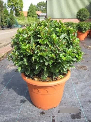 Ilex meserveae Little Rascal Kugel - Amerikanischer Ilex - 30