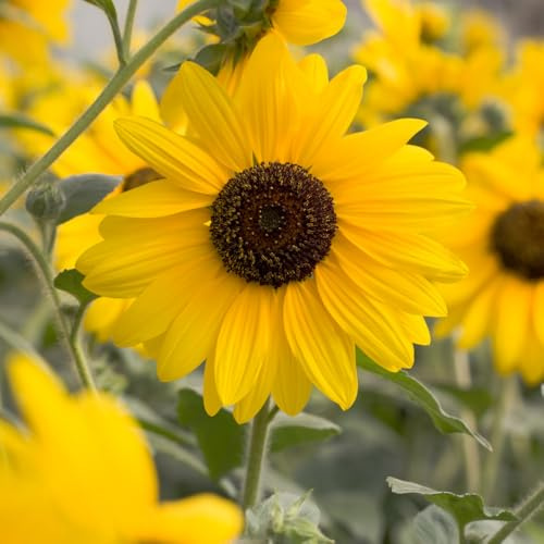 Bedwen Sunflower 'Sunfinity Yellow Dark Center' Plug Plant x3 – AGM Award-Winning Sunflower with Tall Long-Lasting Blooms for Patio Pots, Borders & Summer Colour