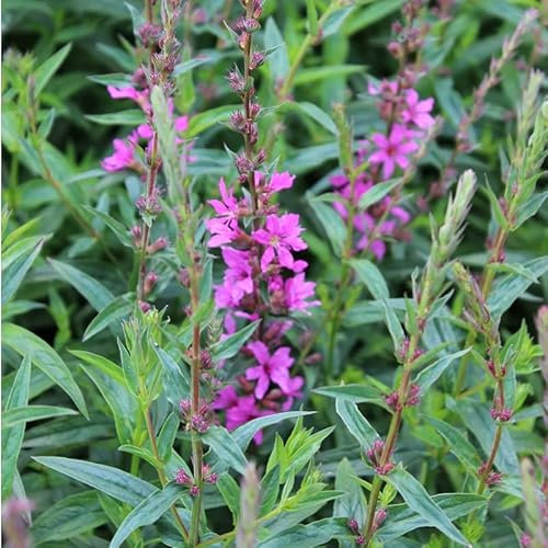 6x Blut-Weiderich 'Rose Queen' - Lythrum virgatum 'Rose Queen' - Topf 9x9cm - Bienenfreundliche Staude