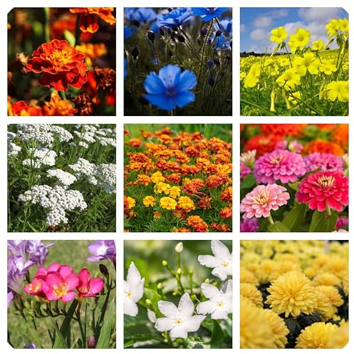 Selezione di Semi di Fiori profumati attrattivi per api e Farfalle, Miscela di fiori per Aiuole, flower seeds for butterflies 8 g.