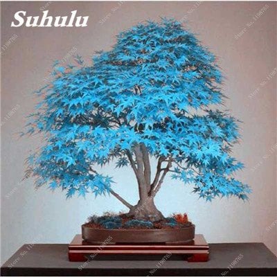 50 PC Seltene China Bule Ahorn Bonsai-Baum-Samen, Rare Sky Blue Maple Balkonpflanzen Schöne Maple Leafs Für Hausgarten 6
