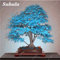 50 PC Seltene China Bule Ahorn Bonsai-Baum-Samen, Rare Sky Blue Maple Balkonpflanzen Schöne Maple Leafs Für Hausgarten 6