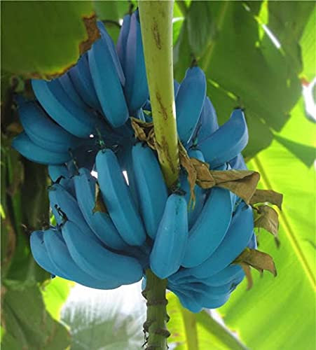 Genipap 60 piezas semillas de plátano azul