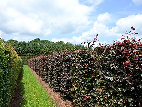 5 Stk. Blutbuche - Blutbuchenhecke Containerware 100-125 cm hoch - Fagus sylvatica Purpurea - Garten von Ehren®