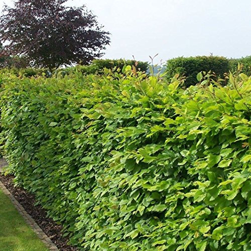 Carpino Carpinus betulus 10 SEMI