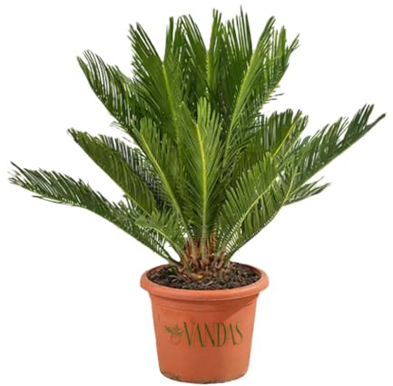 VANDAS Cycas Revoluta – Pianta Ornamentale a Tronco Elegante | Foglie Pennate Verde Scuro | Ideale per Interni ed Esterni in Climi Miti | Made in Italy