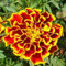SwansGreen 100pcs Chinese Red Pink green White Rose Seeds each color Bonsai plants Seeds for home & garden