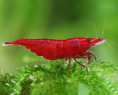 Garnelen Einsteigergarnelen Neocaridina davidi - lebend Zwerggarnelen für das Aquarium - 5er Pack, Farbe dunkel rot