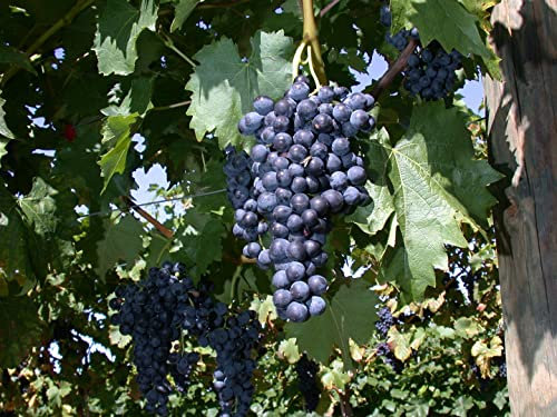 Vitis vinifera 'Regent' 80–100 cm – Winterhart, Mehrjährig – Weinrebe – Kletterpflanze für Pergola & Rankhilfe