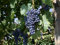 Vitis vinifera 'Regent' 80-100 cm - Weinrebe, dunkelrote Trauben, Erntezeit September-Oktober, ideal für Weinherstellung, winterhart und pflegeleicht
