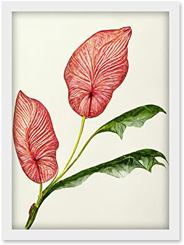 Doppelganger33 LTD Pink Laceleaf Tropical Leaf Anthurium Botanical Artwork Framed Wall Art Print A4