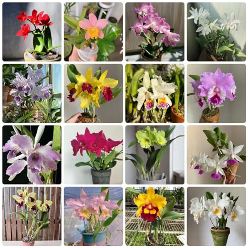100 Pcs Cattleya Samen, Herbstpflanzen Winterhart Blühend, Exotische Samen Orchideen Samen, Exotische Pflanzen Samen, Winterharte Blumen Blumen Deko Wohnzimmer, Luftreinigende Zimmerpflanzen