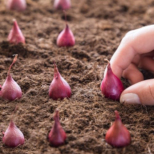 6 pcs allium zwiebeln winterharte pflanzen für garten winterlinge zwiebeln winterhart mehrjährig gemüsepflanzen pflanzen garten gemüse pflanzen winterharte pflanzen für balkon gartenpflanzen