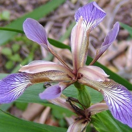 6 x Schwertlilie - Iris Foetidissima: Rote Samenstände im Schatten.
