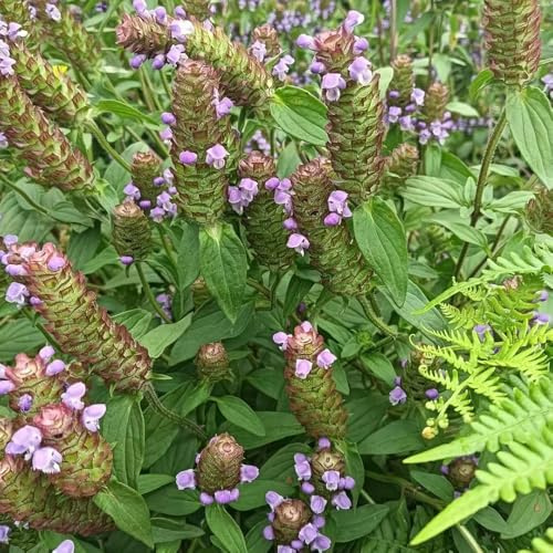 Prunella vulgaris braunelle topfpflanzen draußen winterhart kräutersamen zimmerbonsai kräuterbeet pflanzenanzucht steingartenpflanzen bodendecker kräuterpflanzen herbst deko 300samen