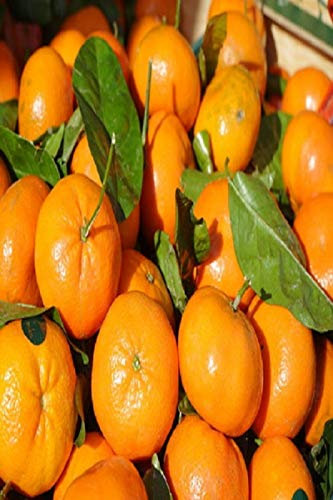 pianta di clementino albero di clementino pianta di agrumi età 2 anni pianta vera venduta da eGarden.store