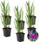 6x Iris 'Kaempferi' – Iris giapponese – Pianta da laghetto – Resistente – ⌀9 cm - 20-30 cm