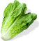 Welldales 50 Romaine Lettuce Seeds Premium Giant British Crunchy Vegetables plant & Grow