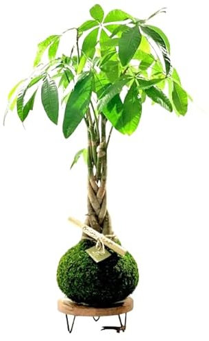 Kokedama Pachira Aquatica Planta de Salón - DECOALIVE - Elaboración Artesanal - Árbol del Dinero con Musgo