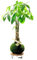 Kokedama Pachira Aquatica Planta de Salón - DECOALIVE - Elaboración Artesanal - Árbol del Dinero con Musgo