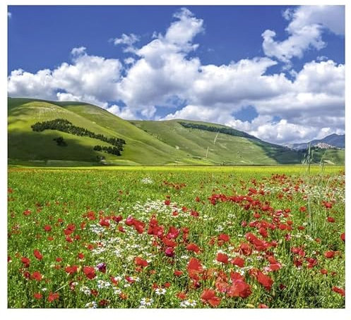 Scenolia Papier Peint intissé Vallee des Coquelicots 300 x 270 cm (LxH) - Tapisserie Murale panoramique XXL, Made in France