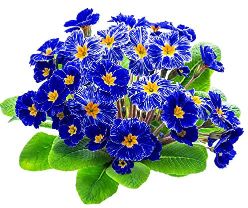 500 Stück primeln samen primel - Seltene Pflanzen serie - gartenpflanzen winterhart wildflower summer pflanzendeko kunst pflanzen fürs zimmer gartenblumen topfpflanzen gardening hochbeet für balkon