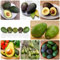 30 Pcs Avocado Samen - Bio Saatgut, Alte Sorten Saatgut, Persea Americana, Baumsamen, Pflanzen Für Sonnige Plätze Bonsai Baum, Balkonpflanzen Winterhart Säulenobstbäume, Exotische