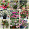 Fuchsien Winterhart Samen, gartendeko für draußen Fuchsia hybrida, herbstblumen winterhart zimmerpflanzen samen garten geschenke für frauen winterharte pflanzen für garten geschenk für 200pcs