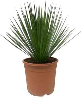 Palmlilie Yucca Rostrata - 24cm Topf 50cm hoch