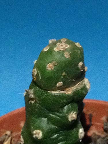 Portal Cool Opuntia FragilisSpineless (innestato) - Rare Cactus Succulente
