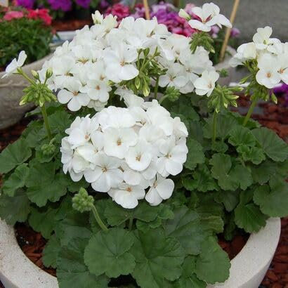100pieces White Geranium Flower Seeds